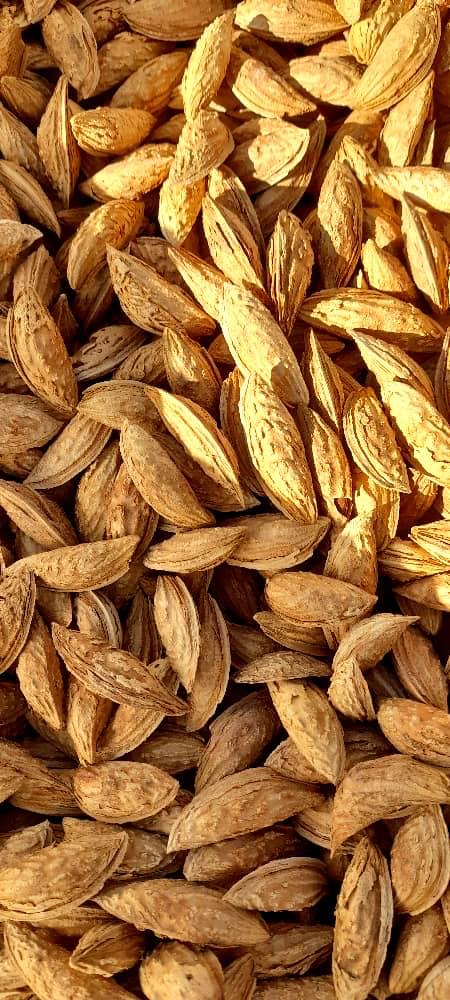 Almonds In Shells