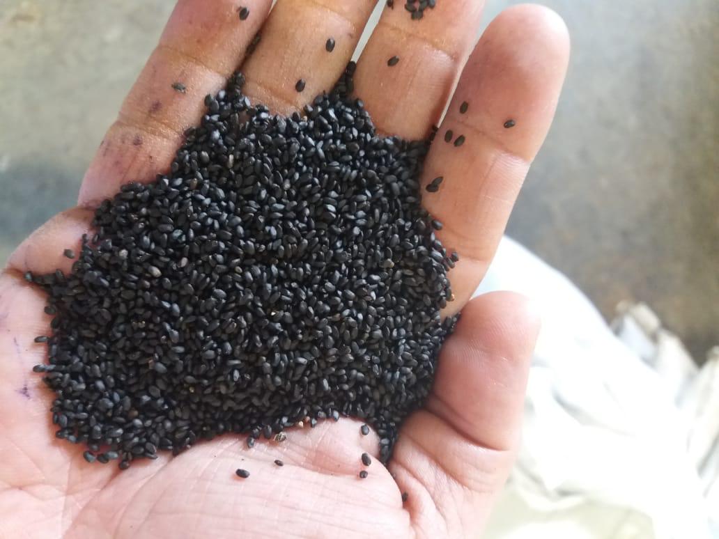 Basil Seeds In Hand
