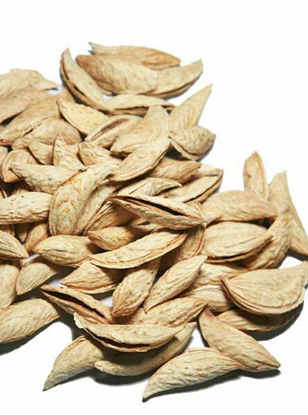Dried Apricots 6