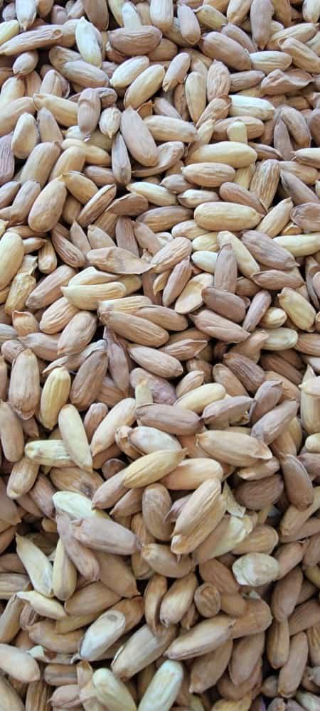 Shelled Almonds 2