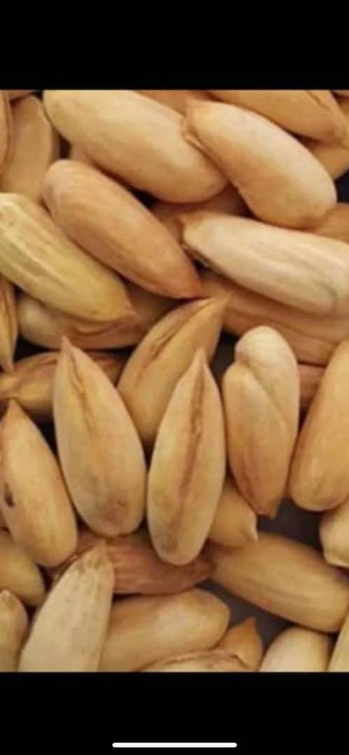 Shelled Pine Nuts 4