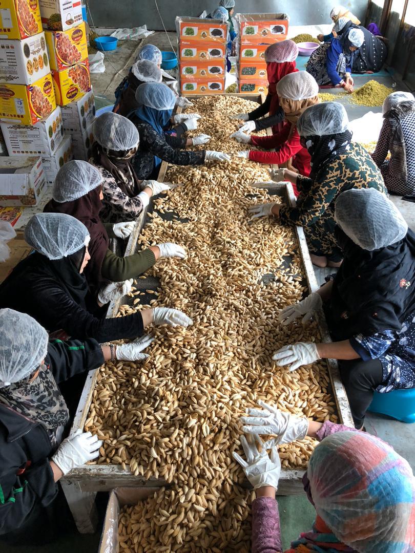 Workers Sorting Dried Apricots 2